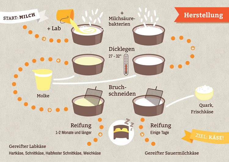 Abbildung einer Infografik zum Thema Herstellungsprozess von Käse - Konzept und Grafikdesign